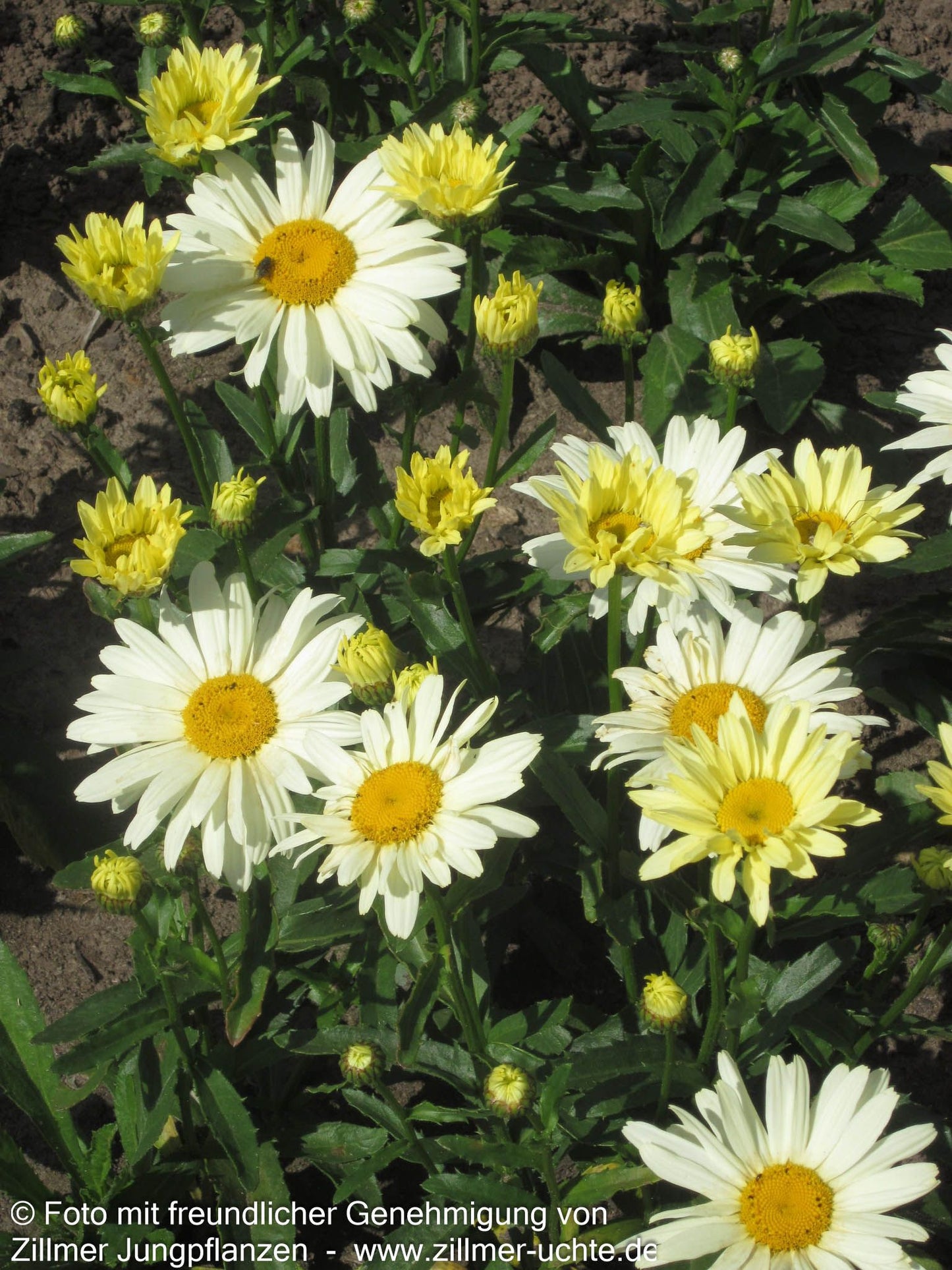 Sommer-Margerite 'Broadway Lights' (Leucanthemum x sup.)