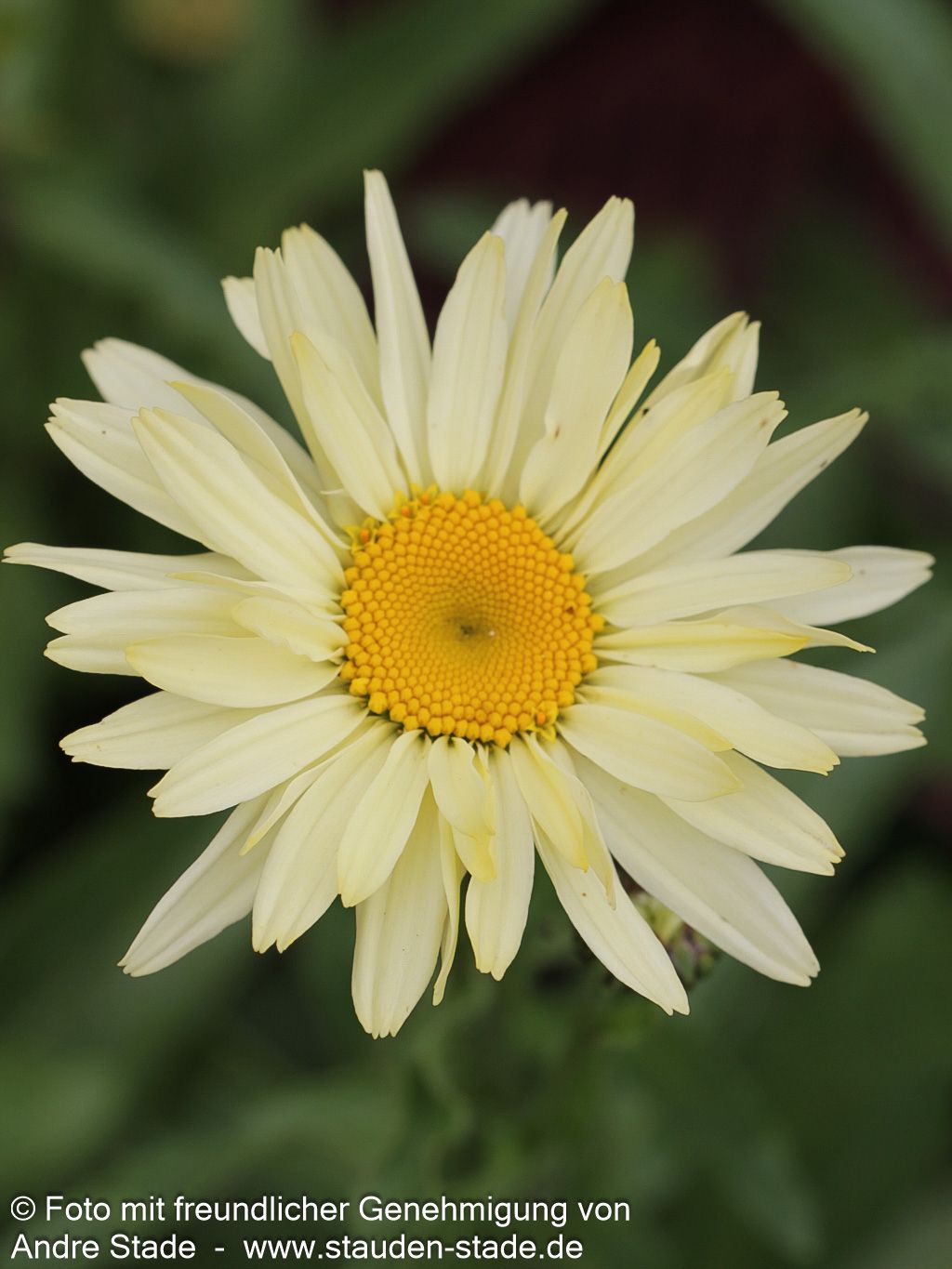 Sommer-Margerite 'Broadway Lights' (Leucanthemum x sup.)
