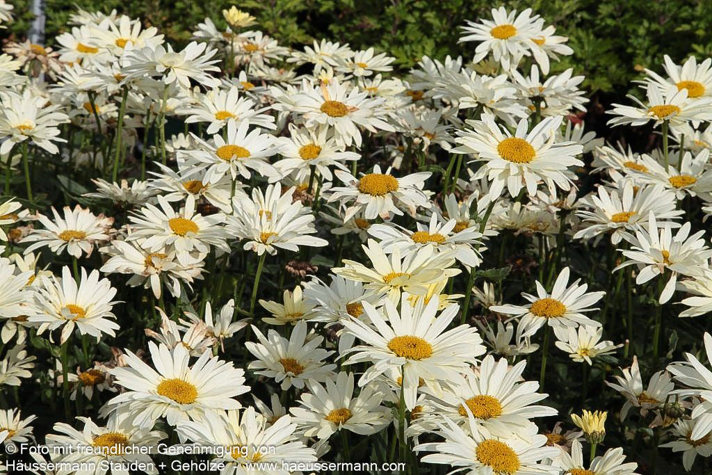 Sommer-Margerite 'Broadway Lights' (Leucanthemum x sup.)