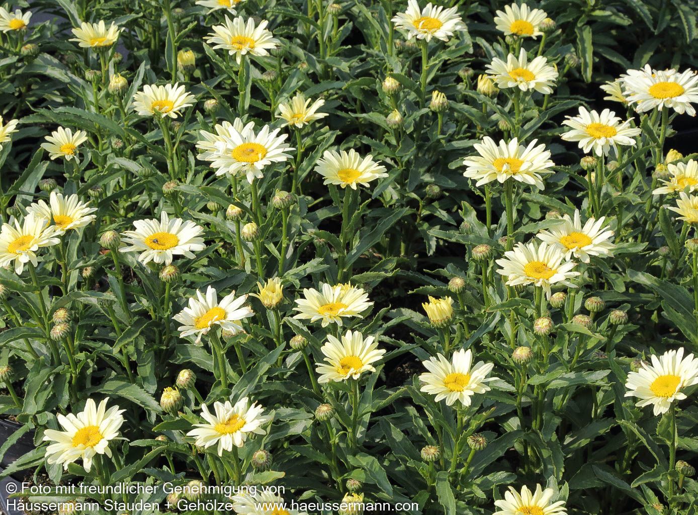 Sommer-Margerite 'Broadway Lights' (Leucanthemum x sup.)
