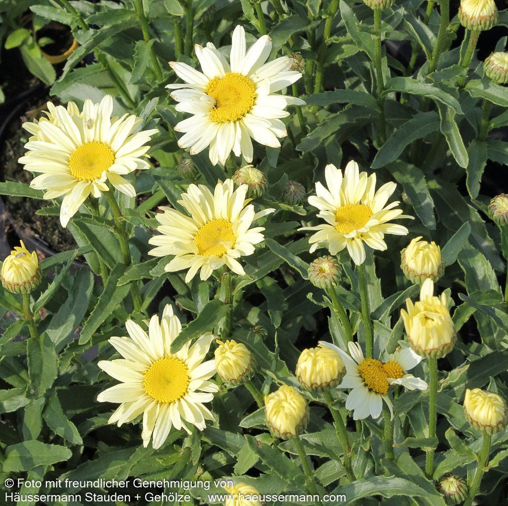 Sommer-Margerite 'Broadway Lights' (Leucanthemum x sup.)