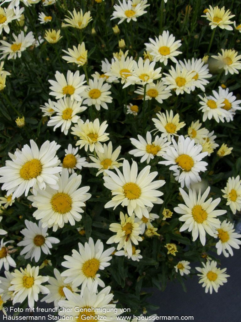 Sommer-Margerite 'Broadway Lights' (Leucanthemum x sup.)