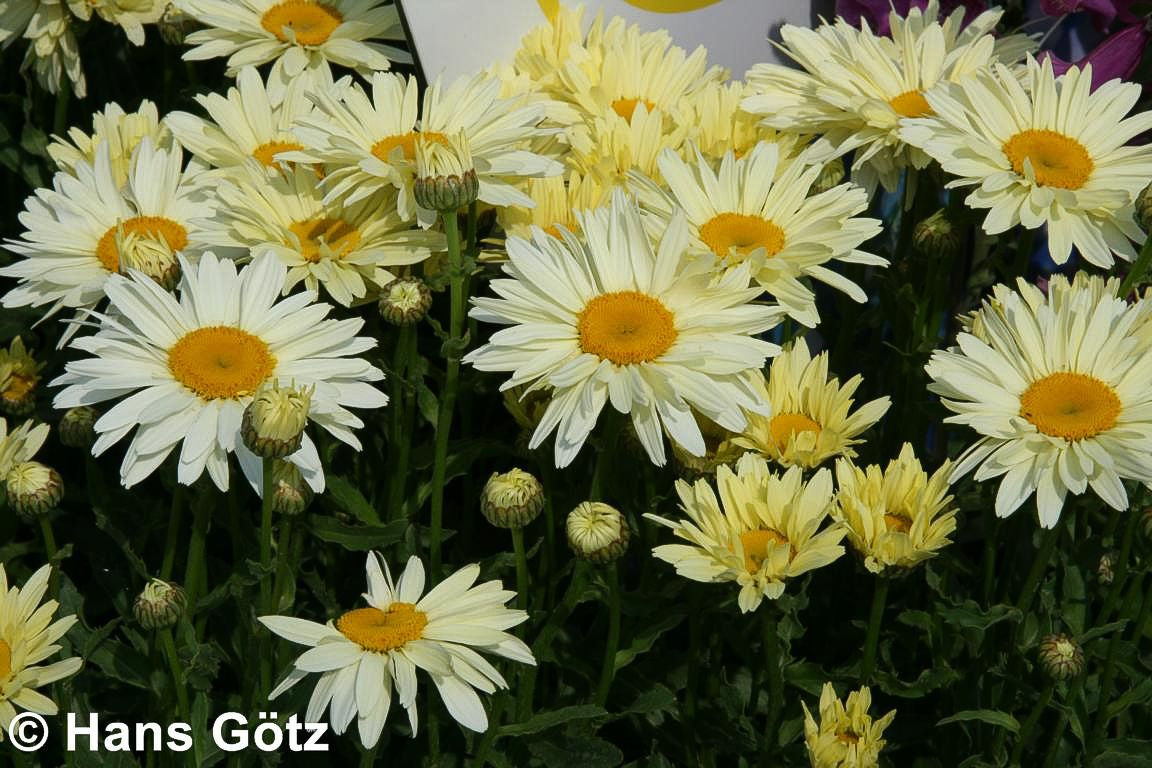 Sommer-Margerite 'Broadway Lights' (Leucanthemum x sup.)