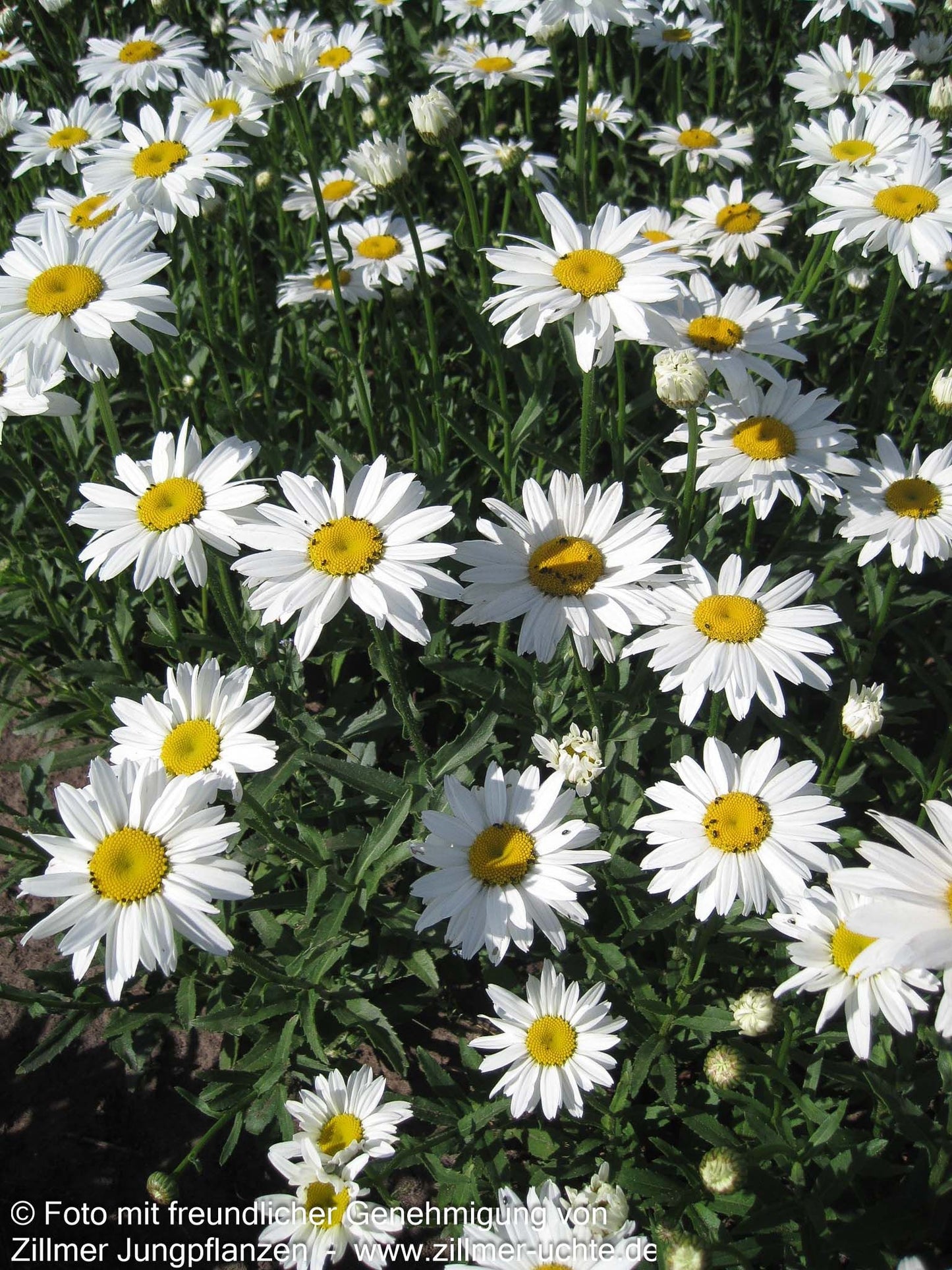 Sommer-Margerite 'Gruppenstolz' (Leucanthemum x superb.)