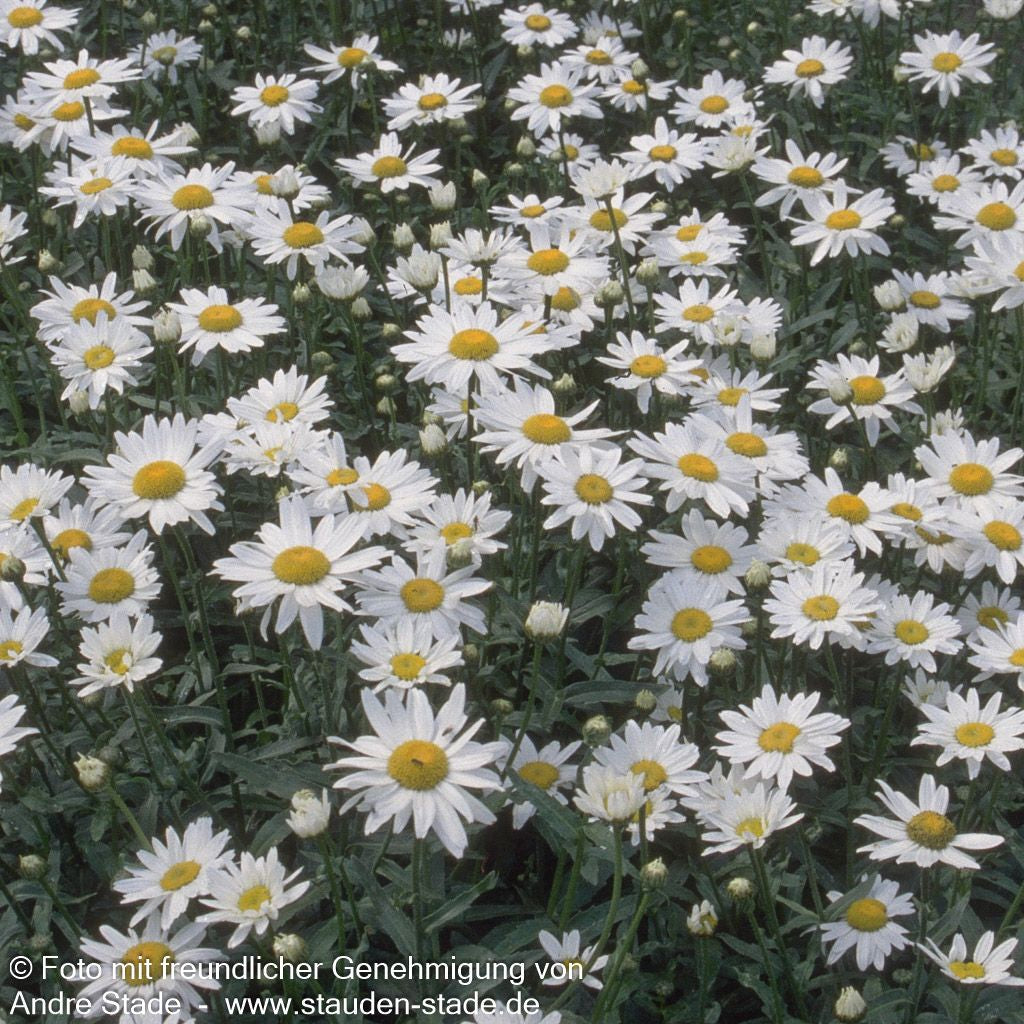 Sommer-Margerite 'Gruppenstolz' (Leucanthemum x superb.)