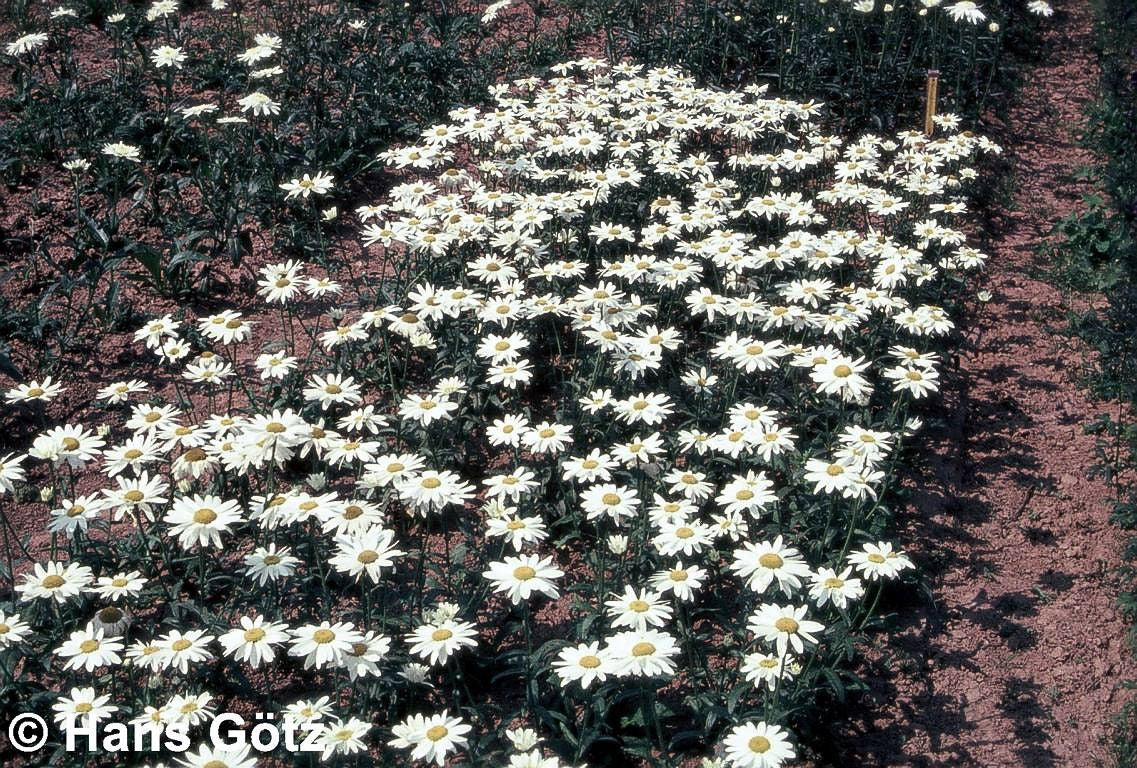 Sommer-Margerite 'Gruppenstolz' (Leucanthemum x superb.)