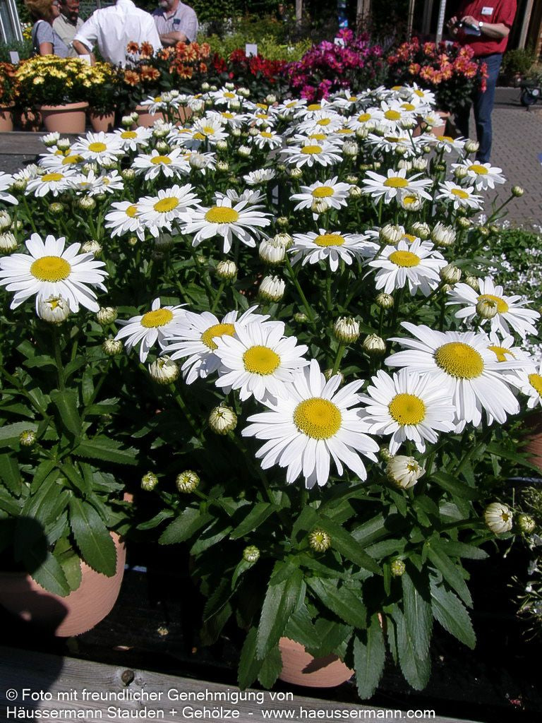 Sommer-Margerite 'White Mountain' (Leucanthemum x superb.)