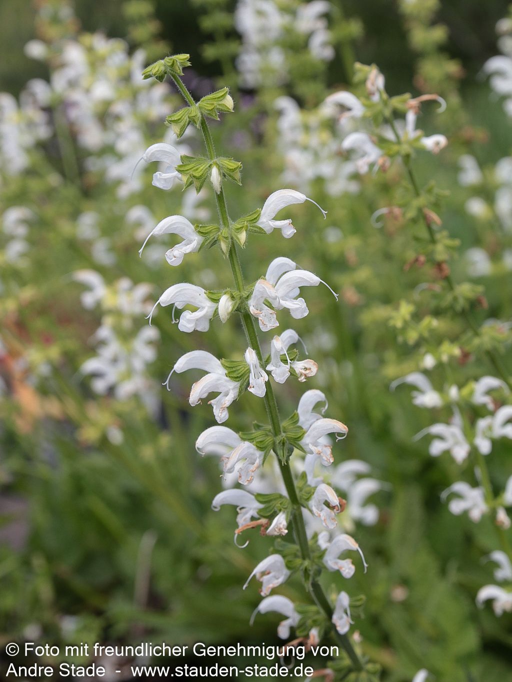 Sommer-Salbei 'Swan Lake' (Salvia pratensis)