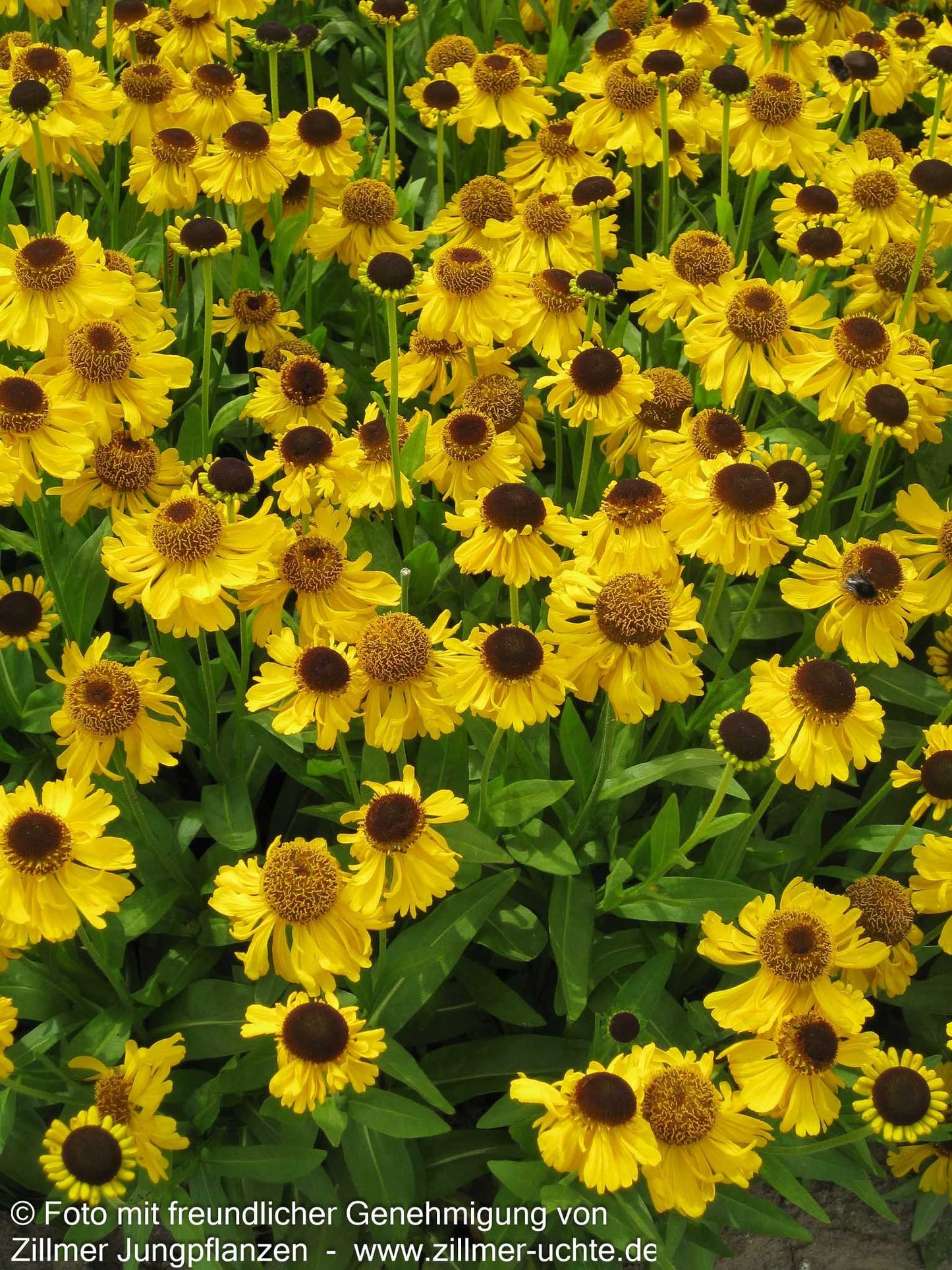 Sommer-Sonnenbraut 'The Bishop' (Helenium bigelovii)