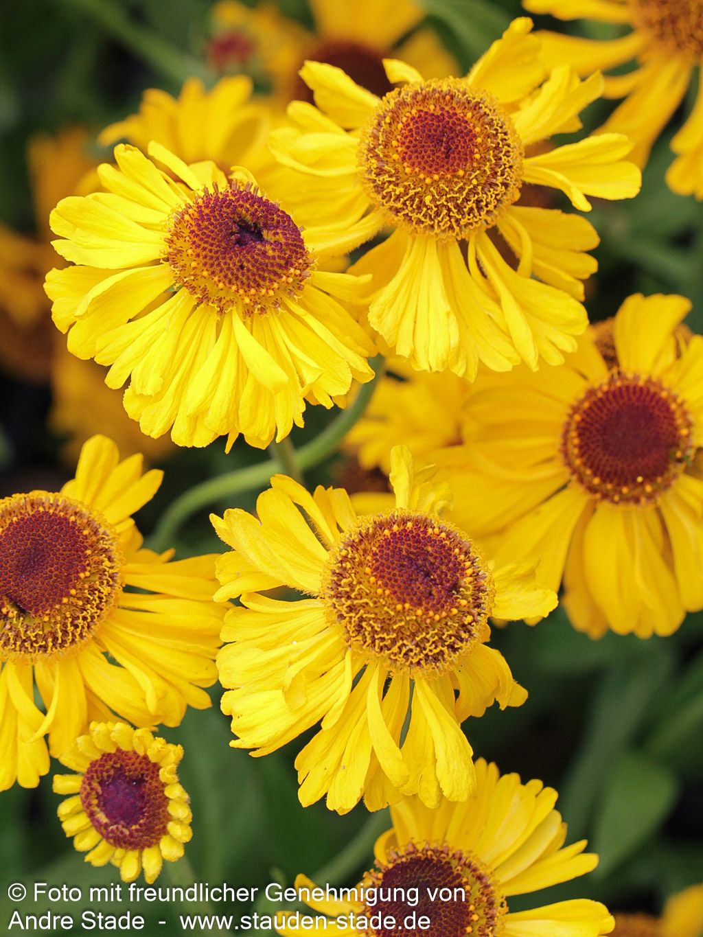 Sommer-Sonnenbraut 'The Bishop' (Helenium bigelovii)