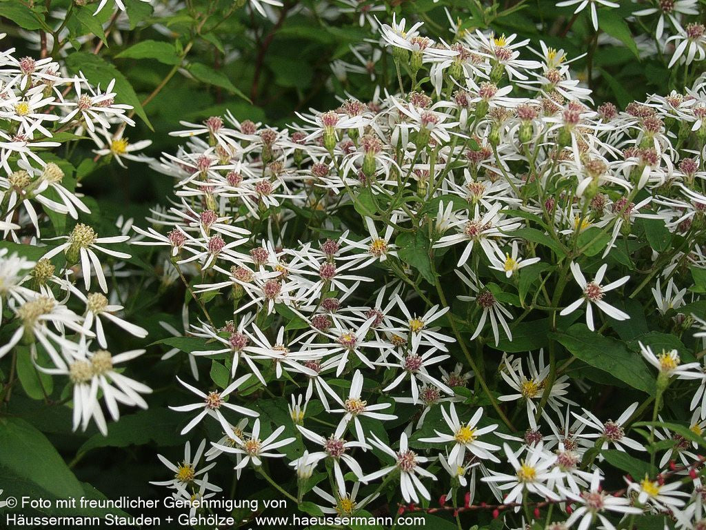 Sommer-Wald-Aster (Aster divaricatus)