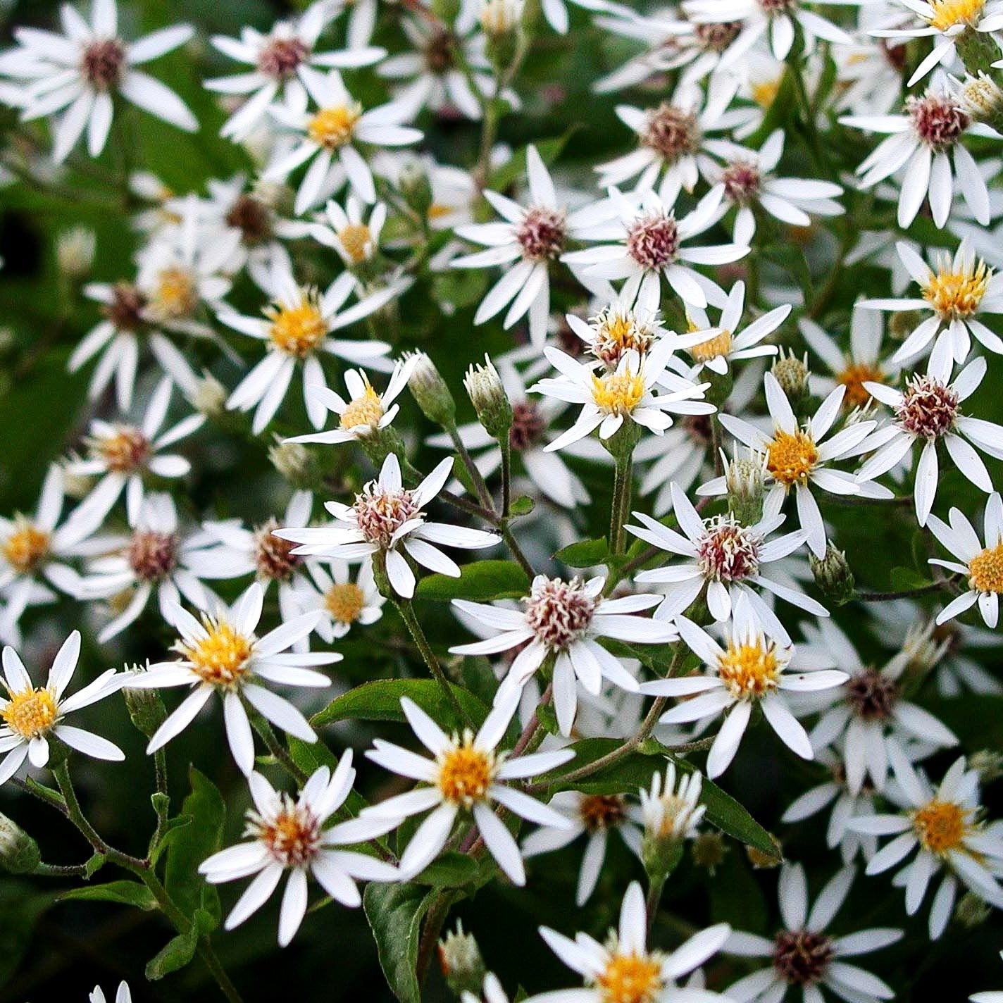 Sommer-Wald-Aster (Aster divaricatus)