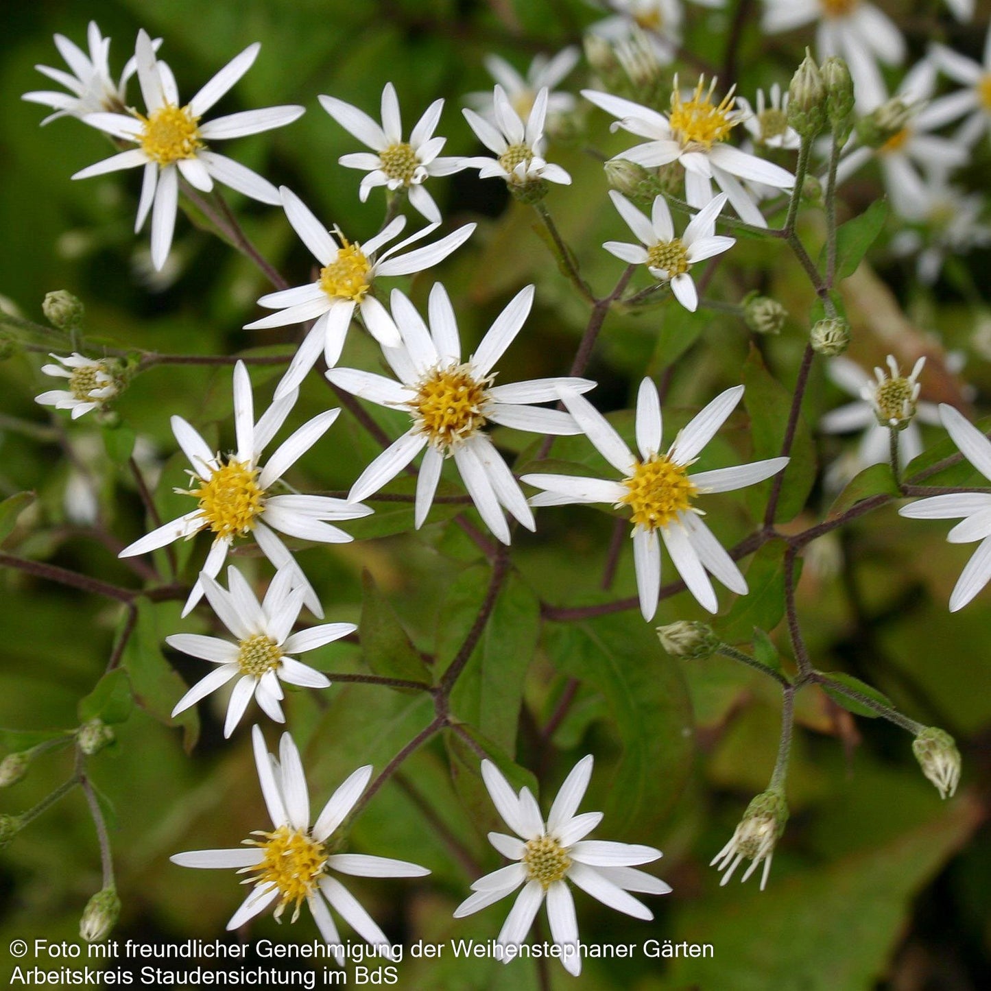 Sommer-Wald-Aster (Aster divaricatus)
