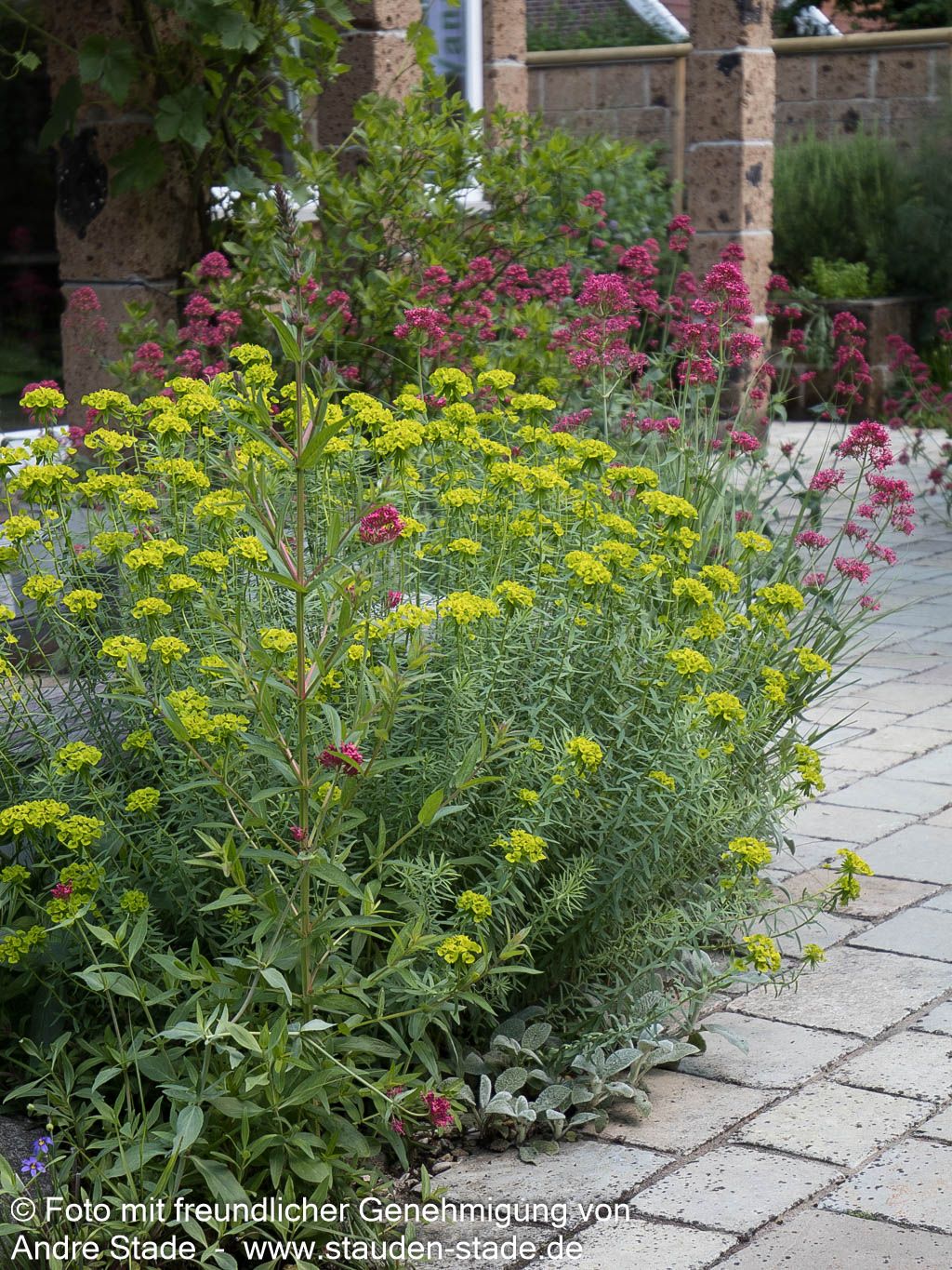 Sommer-Wolfsmilch (Euphorbia seguieriana ssp.niciciana)