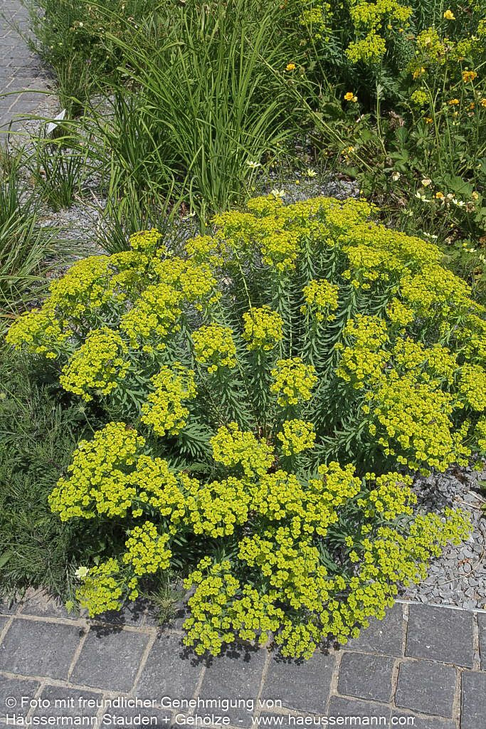 Sommer-Wolfsmilch (Euphorbia seguieriana ssp.niciciana)