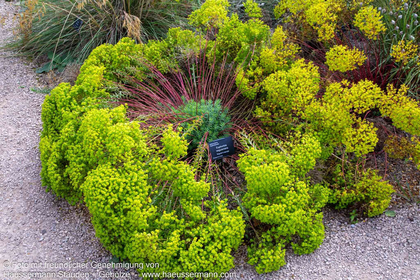 Sommer-Wolfsmilch (Euphorbia seguieriana ssp.niciciana)