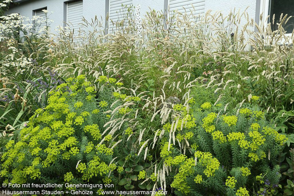 Sommer-Wolfsmilch (Euphorbia seguieriana ssp.niciciana)