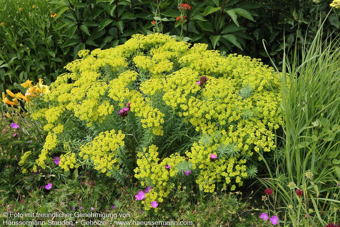 Sommer-Wolfsmilch (Euphorbia seguieriana ssp.niciciana)