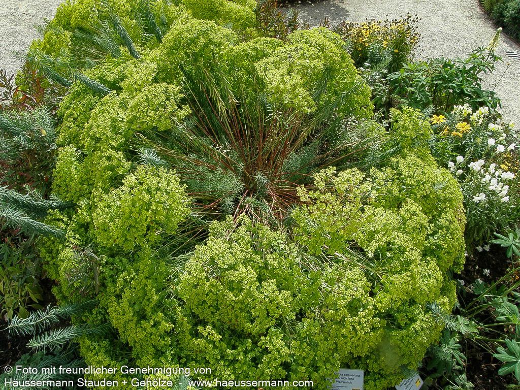 Sommer-Wolfsmilch (Euphorbia seguieriana ssp.niciciana)