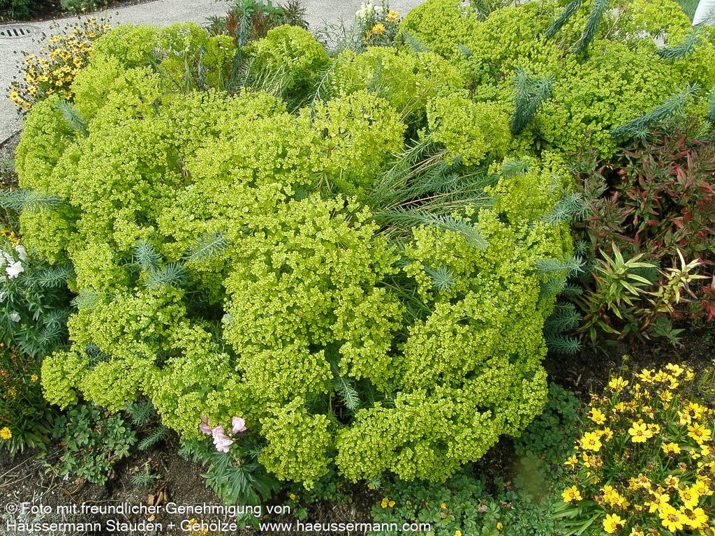 Sommer-Wolfsmilch (Euphorbia seguieriana ssp.niciciana)