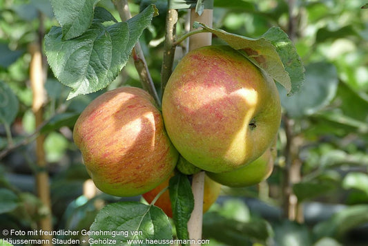 Sommerapfel 'Ariwa' (Malus)
