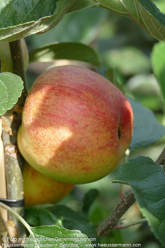 Sommerapfel 'Ariwa' (Malus)
