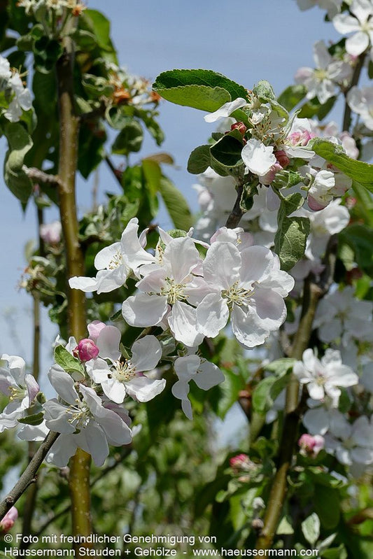 Sommerapfel 'Weißer Klarapfel' (Malus)
