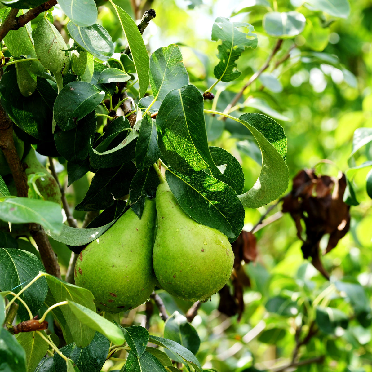 Sommerbirne 'Clapps Liebling' (Pyrus com.)