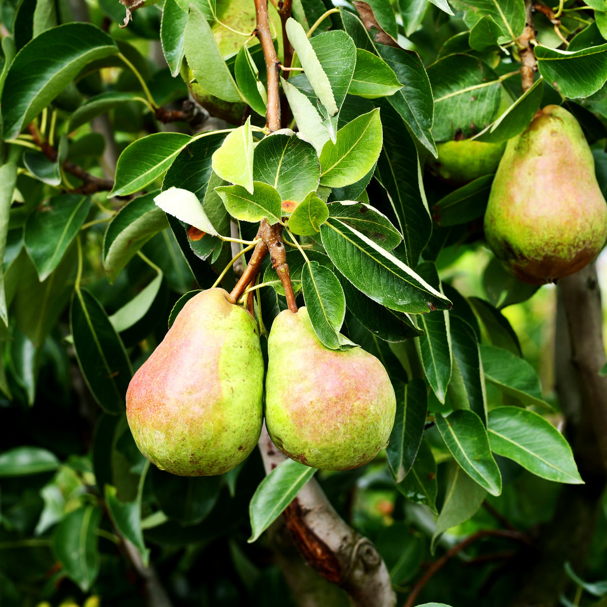 Sommerbirne 'Williams Christbirne' (Pyrus com.)