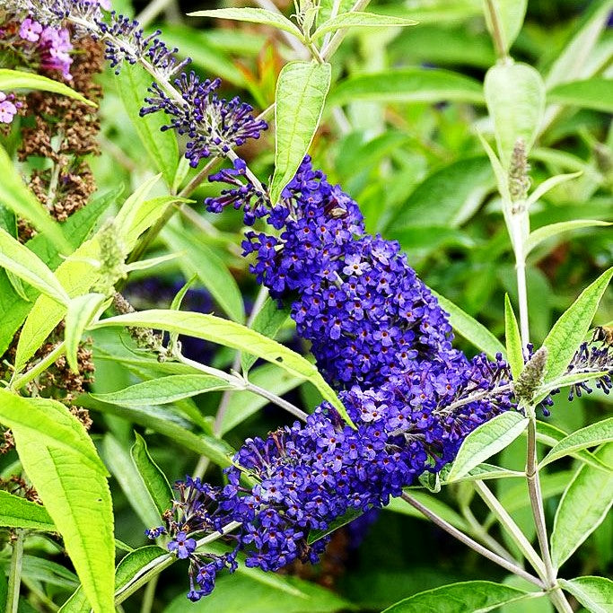 Sommerflieder 'Adonis Blue' (Buddleja davidii)