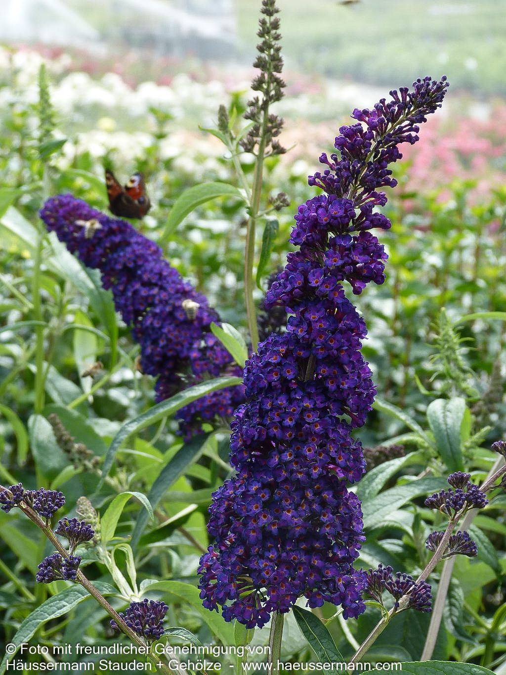Sommerflieder 'Black Knight' (Buddleja davidii)