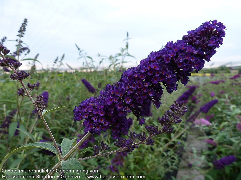 Sommerflieder 'Black Knight' (Buddleja davidii)