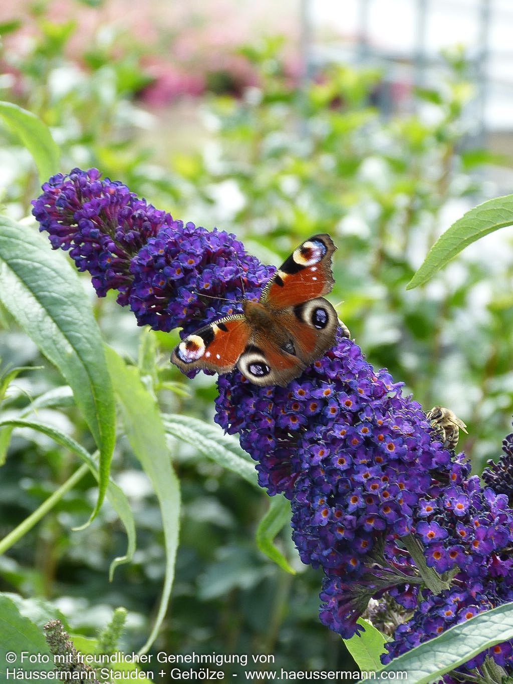Sommerflieder 'Black Knight' (Buddleja davidii)