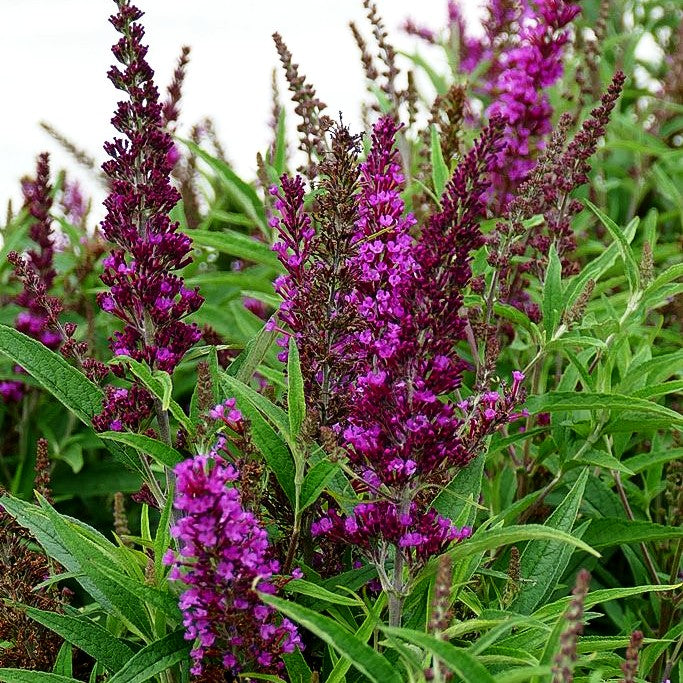 Sommerflieder 'Butterfly Tower' (Buddleja davidii)