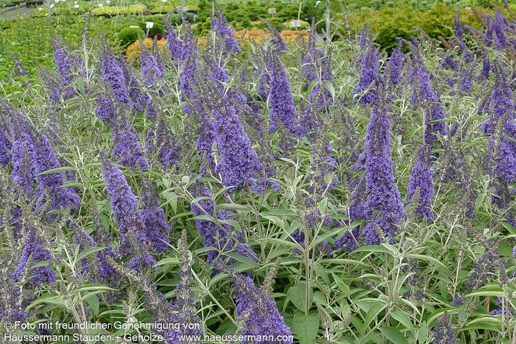 Sommerflieder 'Ellen's Blue' (Buddleja davidii)