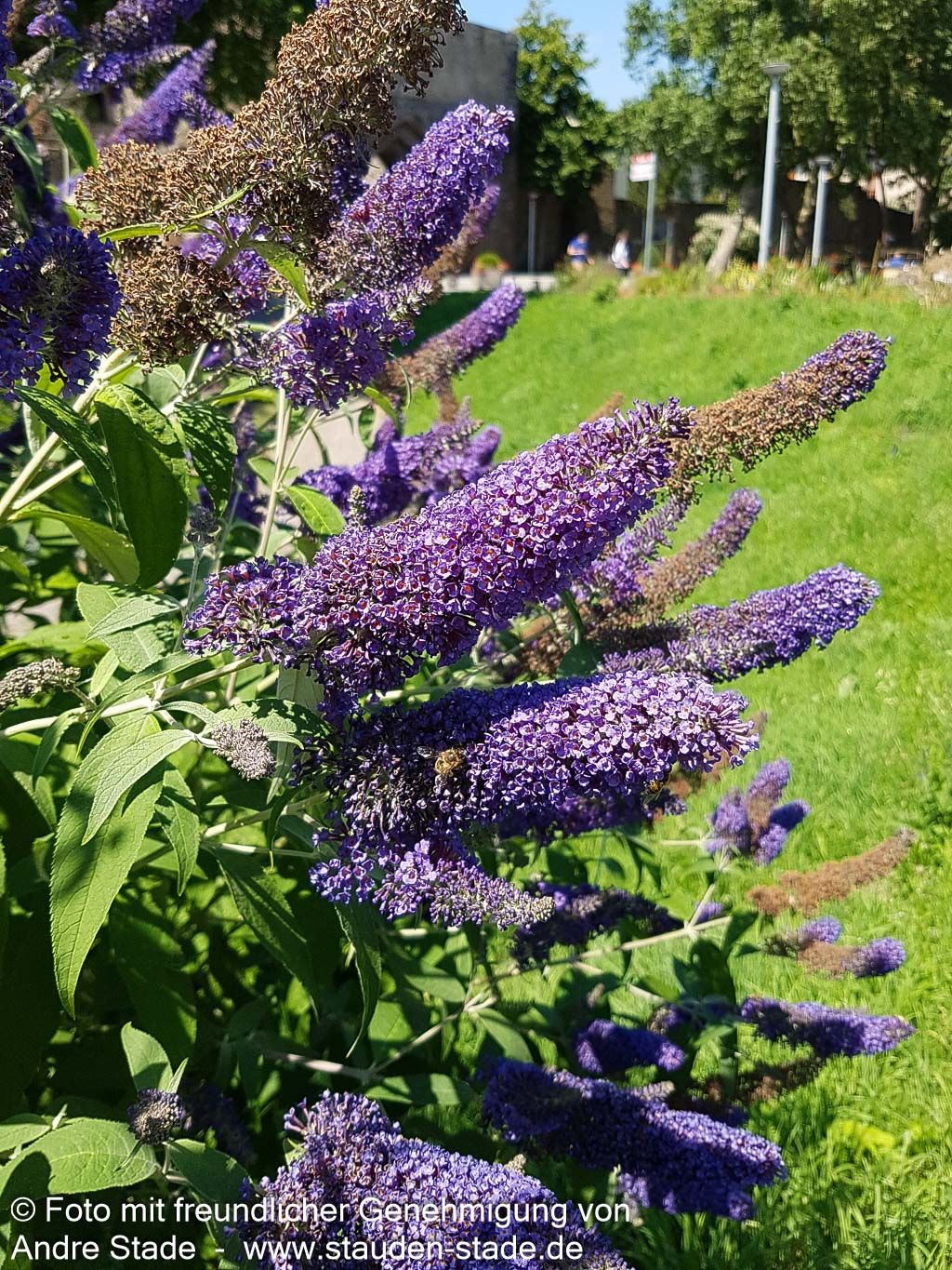 Sommerflieder 'Empire Blue' (Buddleja davidii)