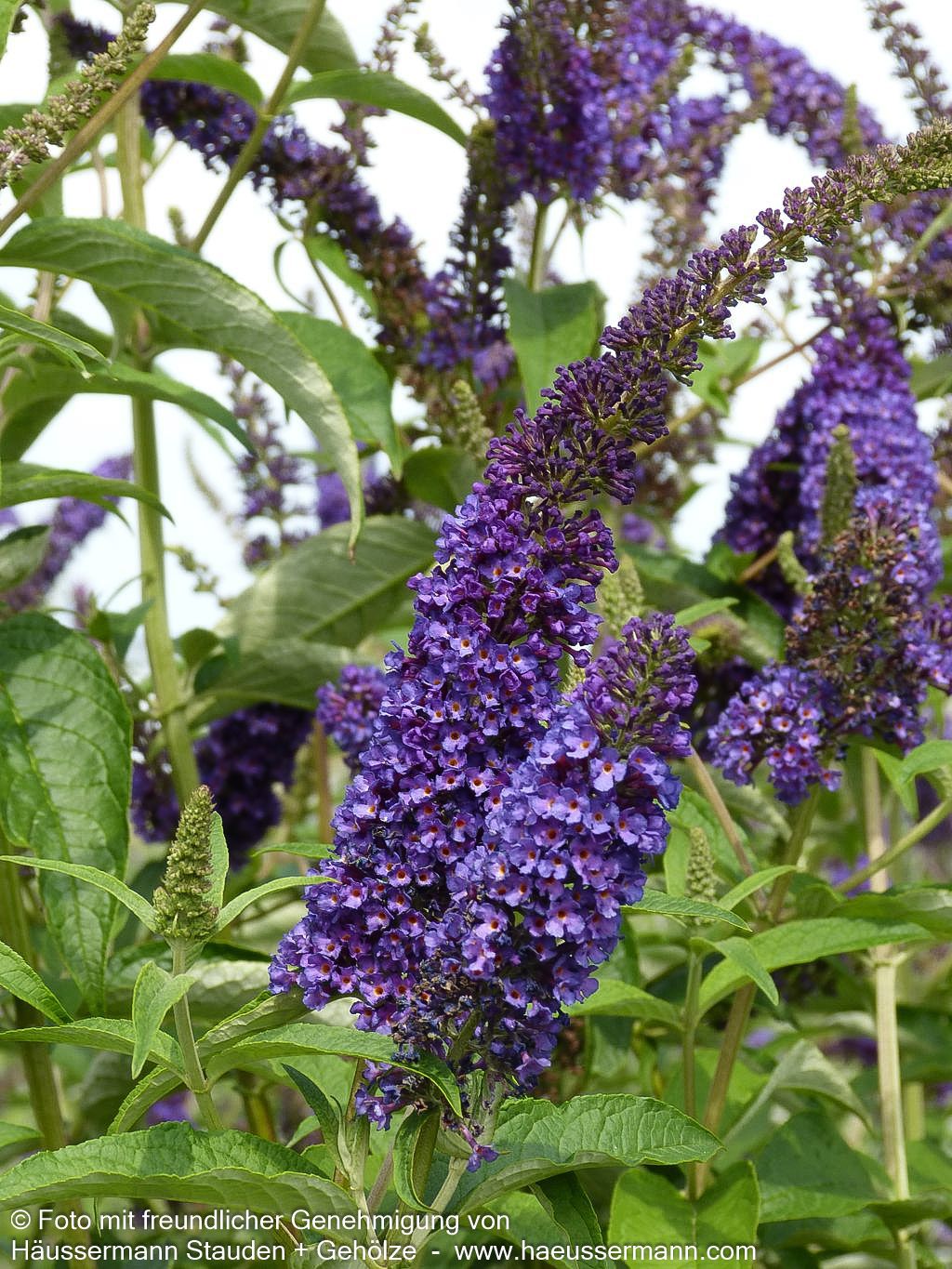 Sommerflieder 'Empire Blue' (Buddleja davidii)