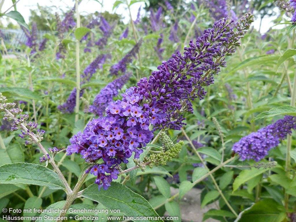 Sommerflieder 'Empire Blue' (Buddleja davidii)