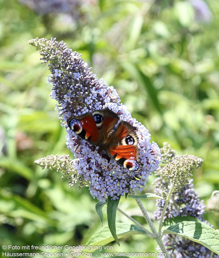 Sommerflieder 'Empire Blue' (Buddleja davidii)