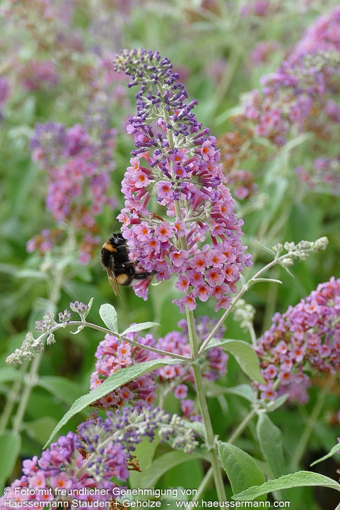 Sommerflieder 'Flower Power' (Buddleja davidii)
