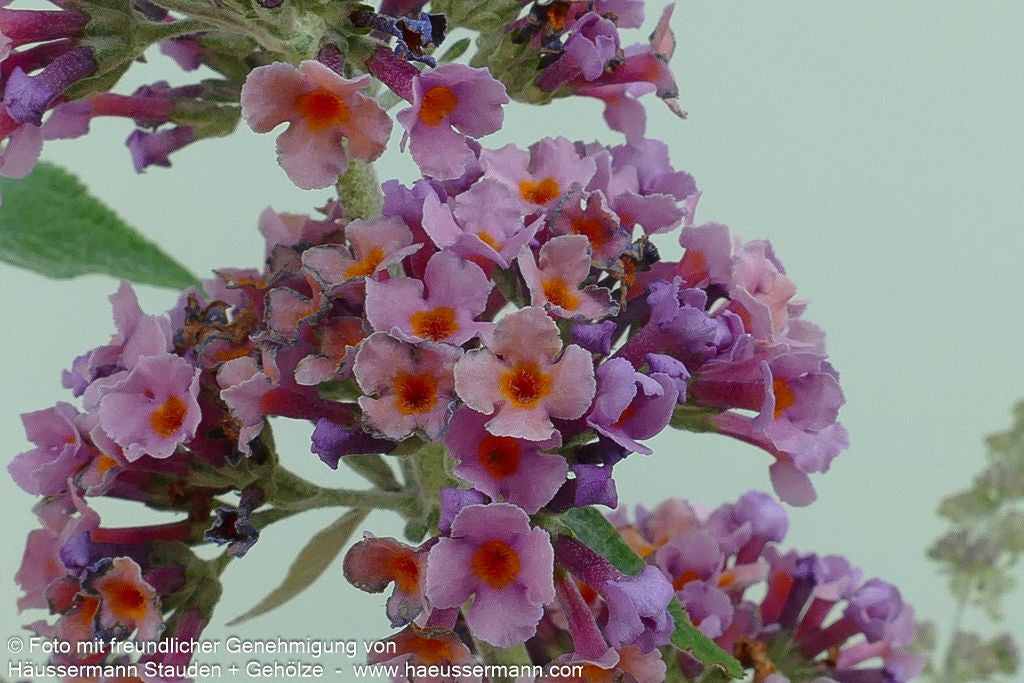 Sommerflieder 'Flower Power' (Buddleja davidii)