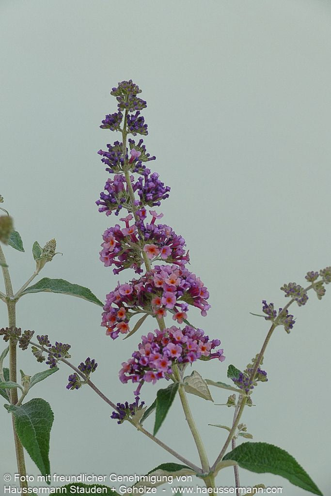 Sommerflieder 'Flower Power' (Buddleja davidii)