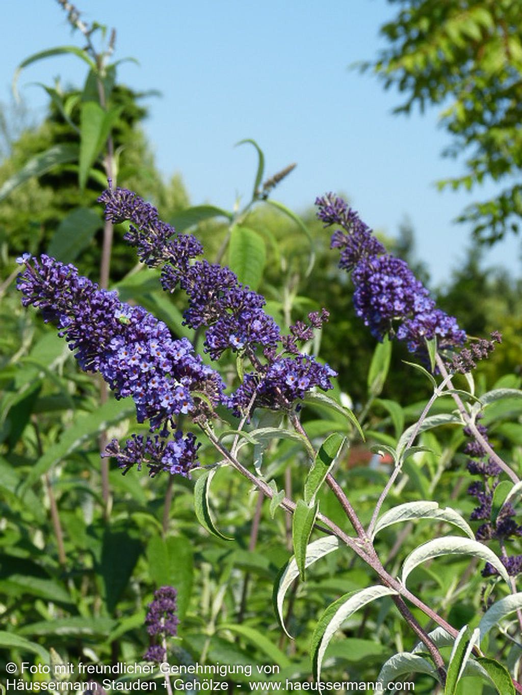 Sommerflieder 'Nanho Blue' (Buddleja davidii)