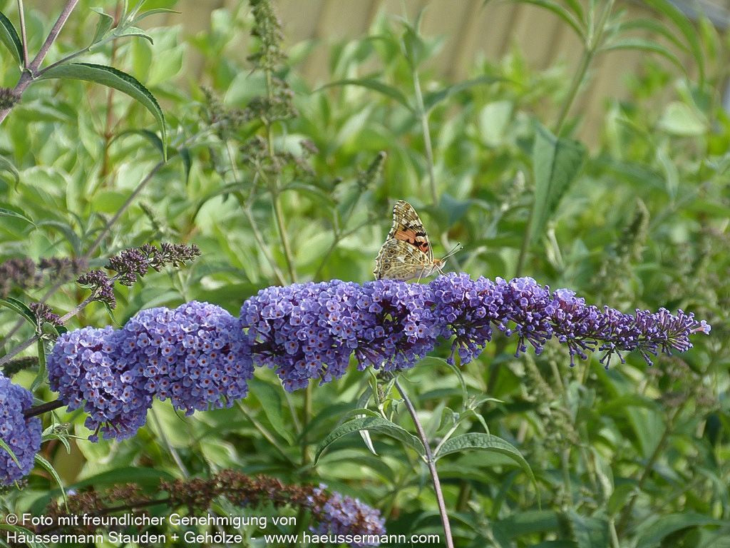Sommerflieder 'Nanho Blue' (Buddleja davidii)