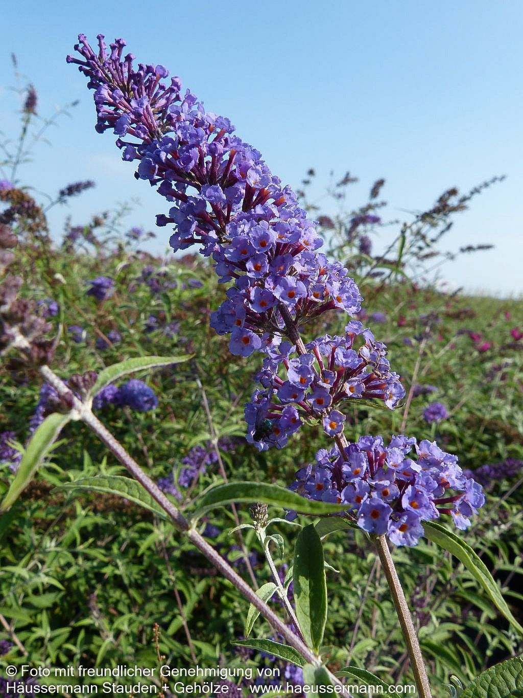 Sommerflieder 'Nanho Blue' (Buddleja davidii)