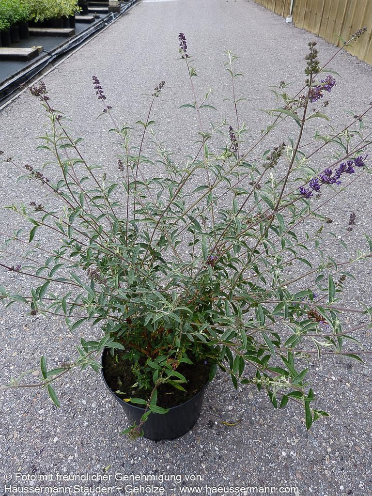 Sommerflieder 'Nanho Blue' (Buddleja davidii)