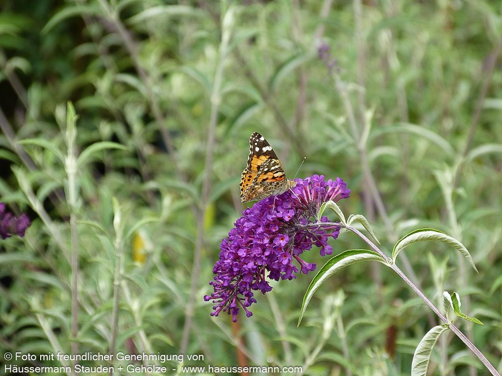 Sommerflieder 'Nanho Purple' (Buddleja davidii)