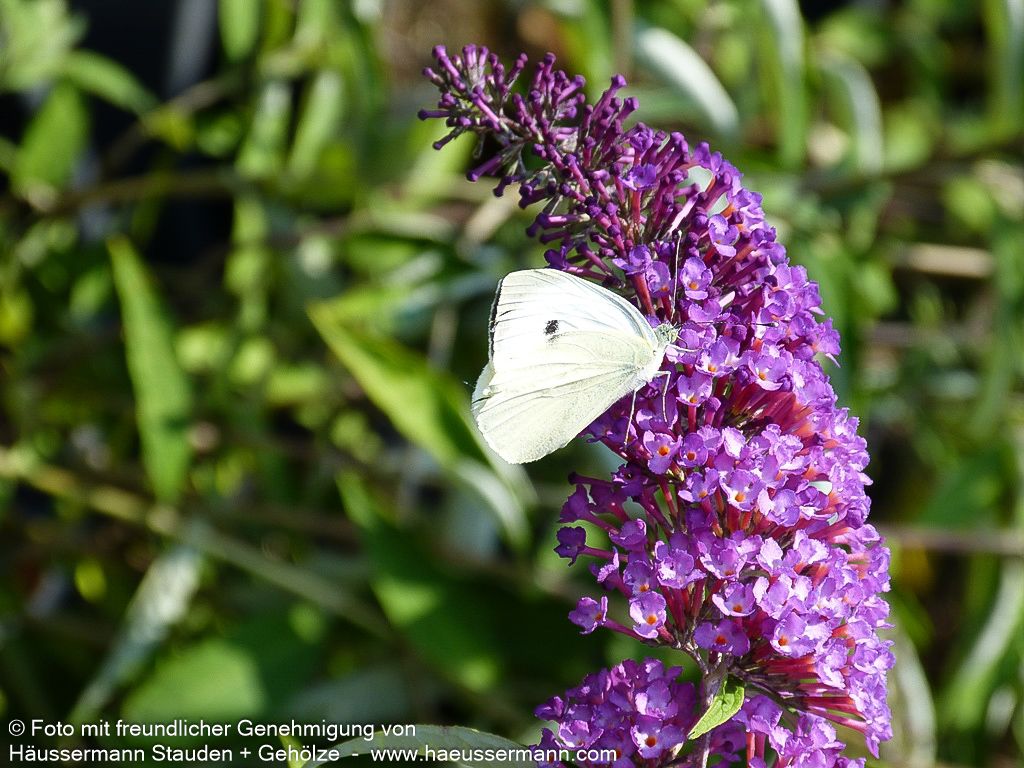 Sommerflieder 'Nanho Purple' (Buddleja davidii)