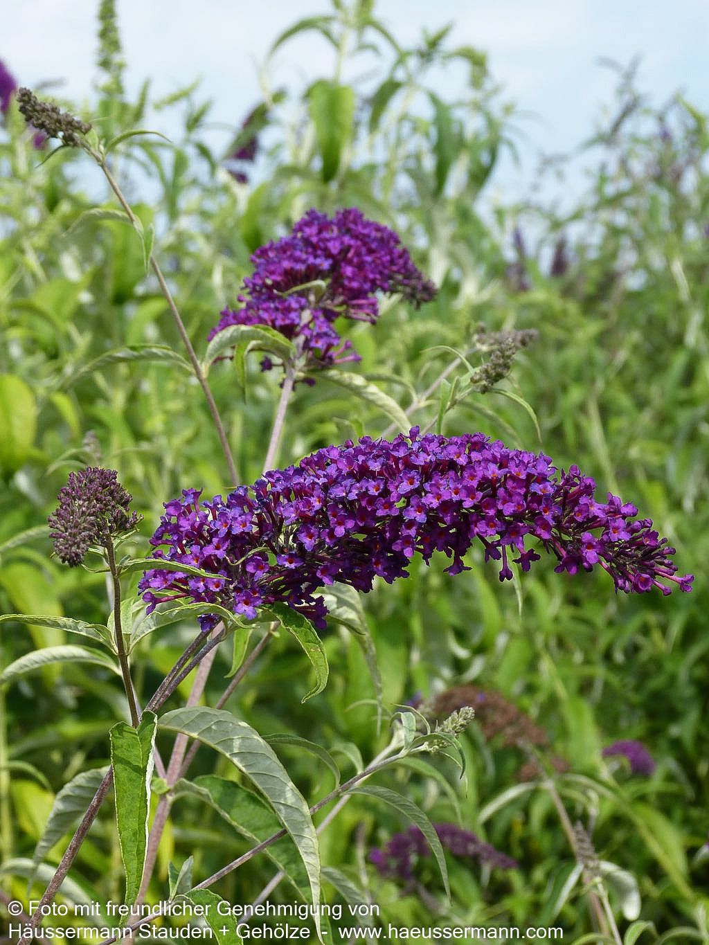 Sommerflieder 'Nanho Purple' (Buddleja davidii)