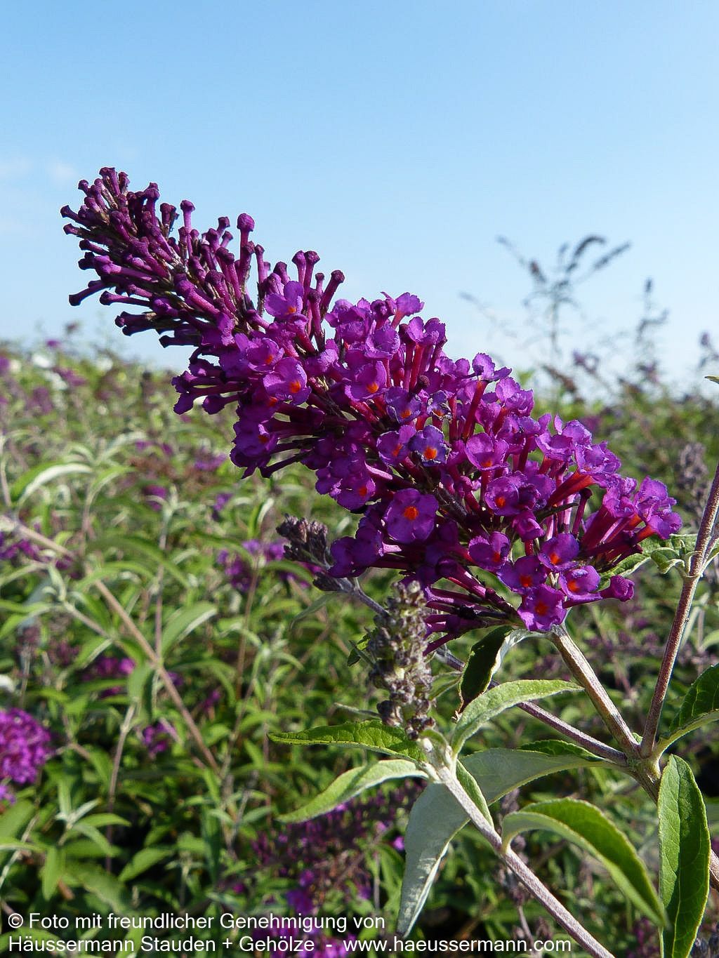 Sommerflieder 'Nanho Purple' (Buddleja davidii)